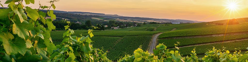 Journée Recherche en Marketing du Vin - Montpellier Management